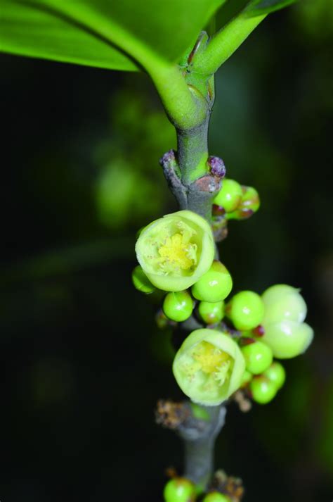 福樹開花|福木